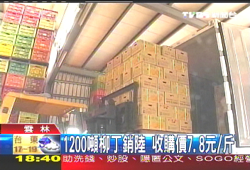 1200噸柳丁銷陸 收購價7.8元/斤