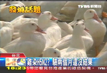 「疑似」禽流感 養雞戶大罵檢驗慢