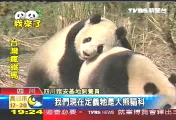 貓熊?熊貓? 兩岸叫法剛好相反