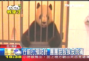 行前打預防針　團團屁股挨皮肉痛