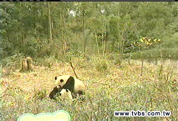 〈快訊〉團圓來了！　今晚入住動物園新家