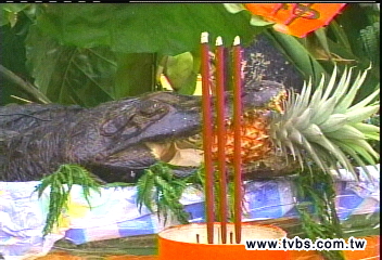 殺鱷魚祭神？　義民廟祭祀搞創意