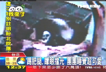 踢肥腿、矇眼擋光 團團睡覺超可愛