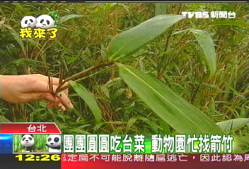 團團、圓圓吃台菜　動物園忙找箭竹