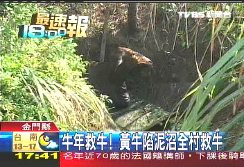 牛年救牛! 黃牛陷泥沼全村救牛