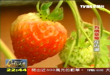【一步一腳印】有機草莓在內湖　生態平衡為健康