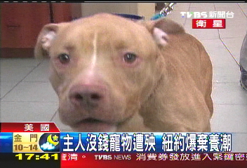 主人沒錢寵物遭殃 紐約爆棄養潮