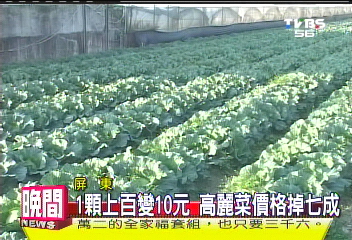 一顆10元!搶種量多 高麗菜超便宜
