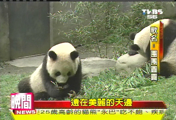 〈獨家〉量身訂做！　團團、圓圓擁專屬主題歌