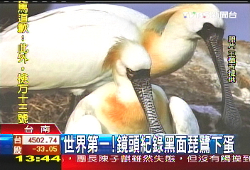 世界第一！　鏡頭紀錄黑面琵鷺下蛋