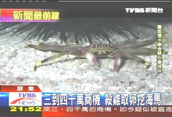 豆丁海馬如水中名模 商機4千萬