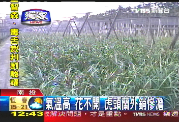 〈獨家〉氣溫高、花不開　虎頭蘭外銷慘澹