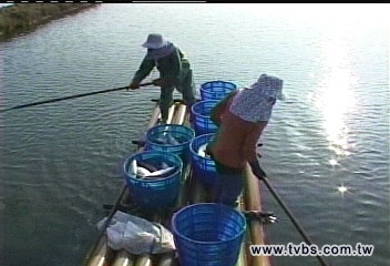 寒流發威 雲嘉虱目魚10萬公斤凍死