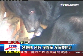 台灣黑熊「乖乖」　名正言順產寶寶
