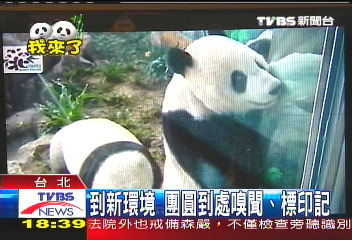 初一見客　團團、圓圓適應展場環境