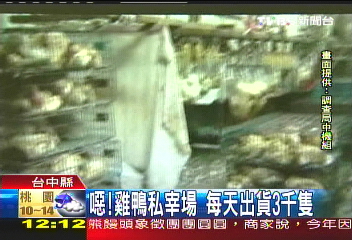 噁!雞鴨私宰場 每天出貨3千隻
