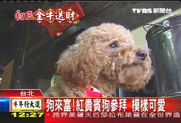 狗來富!紅貴賓狗參拜 模樣可愛