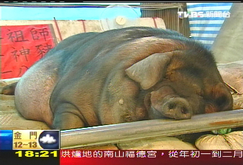 〈獨家〉冠軍神豬! 1518台斤破5年來紀錄