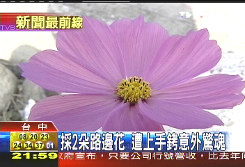路邊野花不要採！　婦人偷花遭上銬