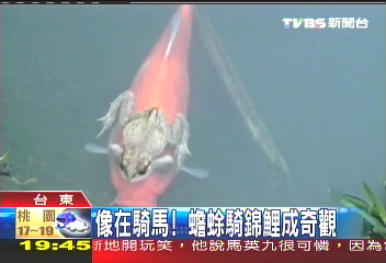 蟾蜍騎鯉魚! 池塘裡兜風被錄下