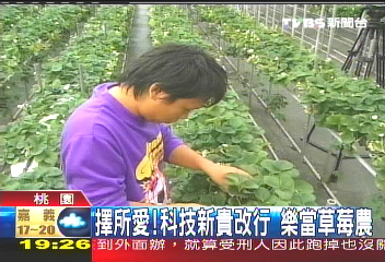 擇所愛!科技新貴改行 樂當草莓農