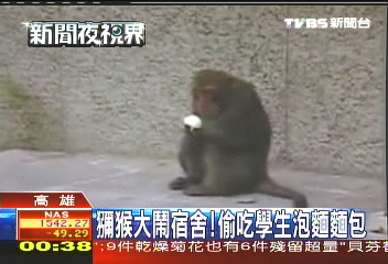 獼猴大鬧宿舍! 偷吃學生泡麵、麵包