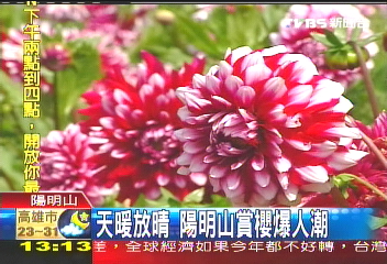 天暖放晴 陽明山賞櫻爆人潮