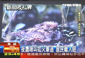 夜鷹啼叫如火車過　居民難入眠