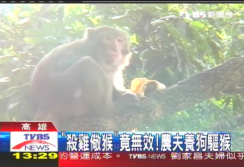 「殺雞儆猴」竟無效 農夫養狗驅猴