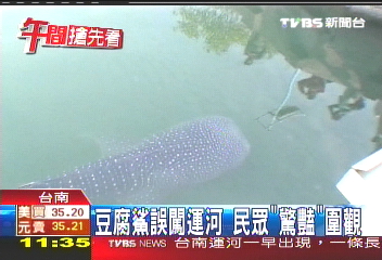 豆腐鯊誤闖運河 引航歷經8小時