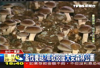 木屑太空包養菇 環保團體批濫伐
