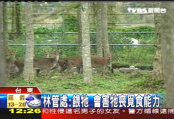 愛牠就別餵牠！　野生動物別亂餵