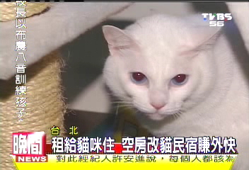 租給貓咪住 空房改貓民宿賺外快