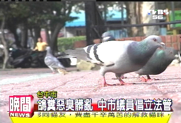 陳年鴿糞滿為患 公寓花台成糞池