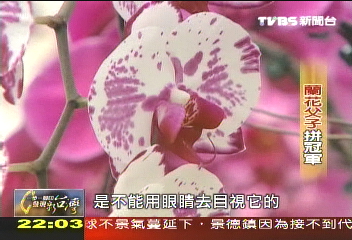 【一步一腳印】蘭花父子拚冠軍 永遠比別人多想一步