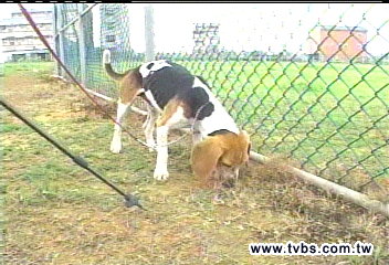 全球獨有! 紅火蟻偵測犬耗資訓練