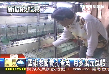 國術老闆養孔雀魚 月多萬元進帳