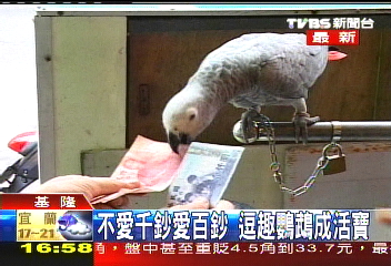 鸚鵡反菸反檳榔 賣檳榔飼主頭大