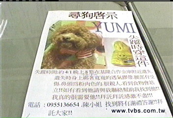 紅貴賓跑離飼主　婦人抱走涉侵占