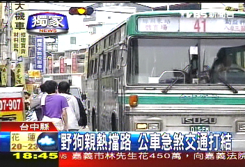 〈獨家〉野狗親熱擋路　公車急煞交通打結