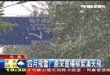4月飛雪? 原來是楊柳絮滿天飛