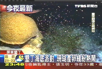 墾丁海底派對 珊瑚產卵繽紛熱鬧