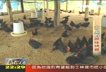 【發現台灣味】山上的原味烤雞 處處堅持做出紮實口碑