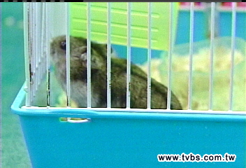 認養寵物鼠做實驗　遭抨擊假愛心