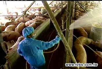 全力防堵豬流感 彰化養豬場消毒