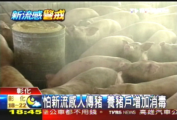 怕新流感人傳豬 養豬戶增加消毒