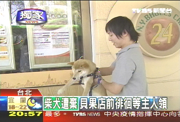 〈獨家〉柴犬棄養貝果店　準時眺望等主人