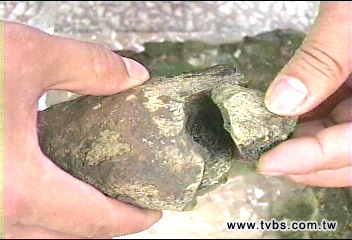 〈獨家〉美出土三角龍化石　運到台灣拼裝