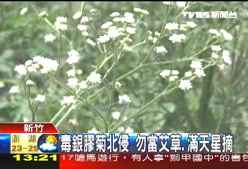 毒銀膠菊北侵 勿當艾草、滿天星摘