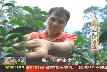 【一步一腳印】石碇慢吞吞茶葉 堅持自然農法
